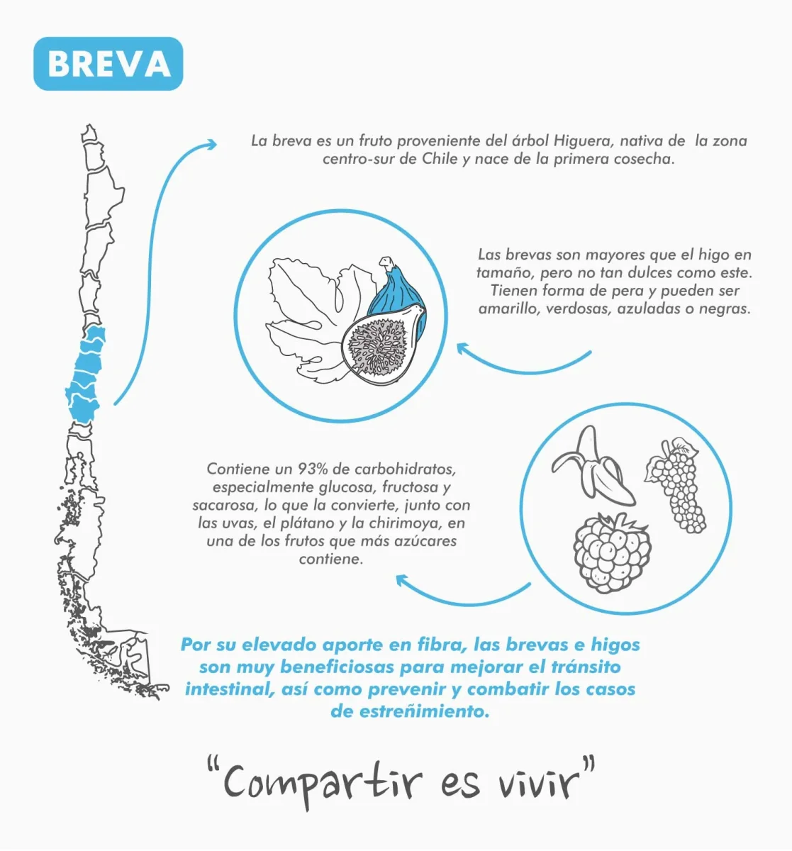 Tetera Plegable Breva - Imagen 9