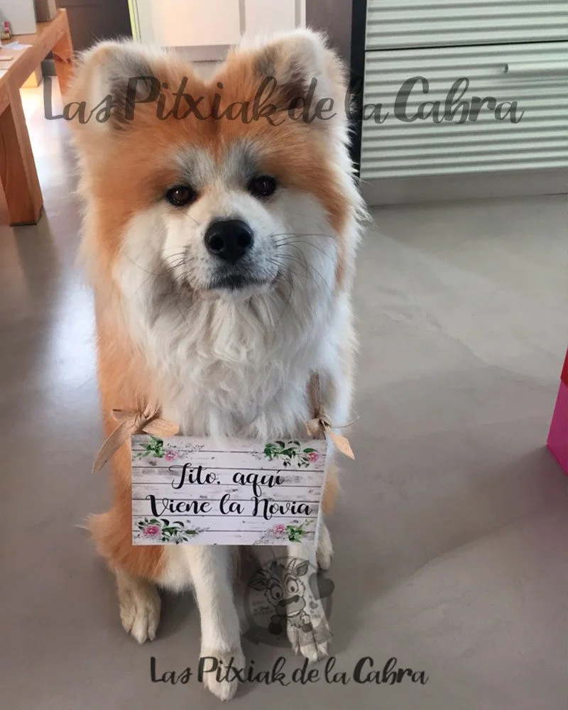 Cartel Adaptado talla XS Ena